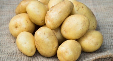 Brambory uladar: popis a vlastnosti pěstování